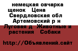 немецкая овчарка щенок › Цена ­ 10 000 - Свердловская обл., Артемовский р-н, Луговая д. Животные и растения » Собаки   